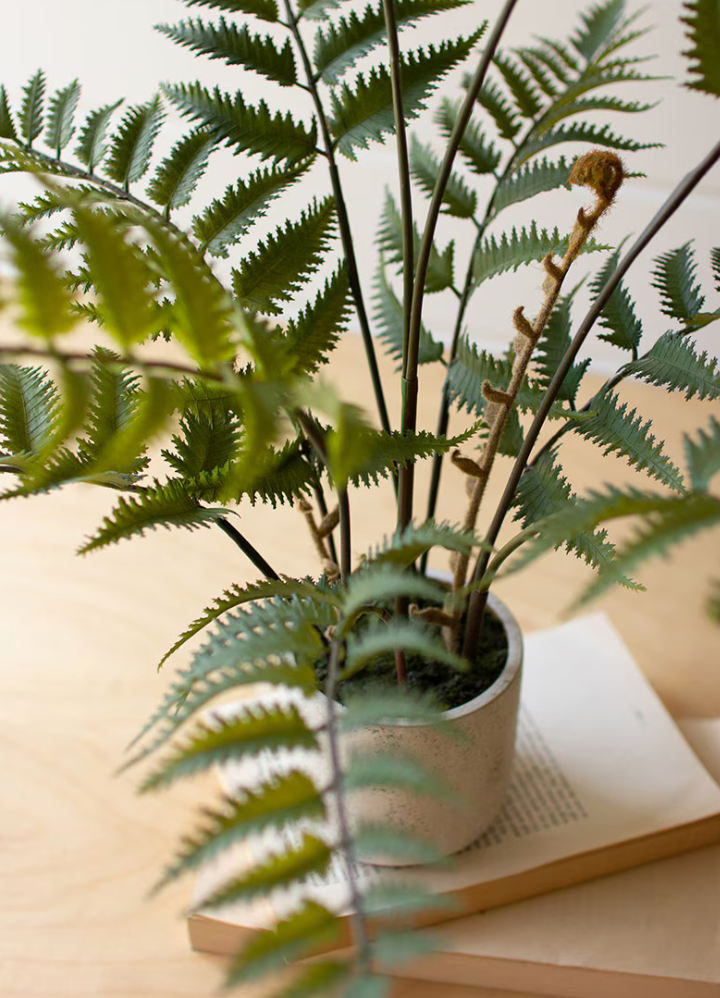 Artificial Fern In a Cement Pot