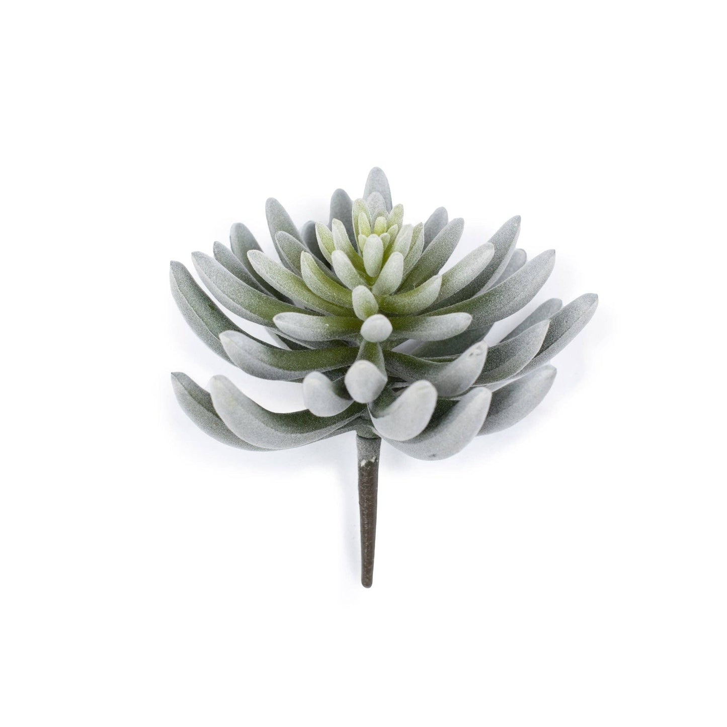 Succulent Stem