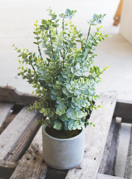 Artificial Boxwood In a Cement Pot