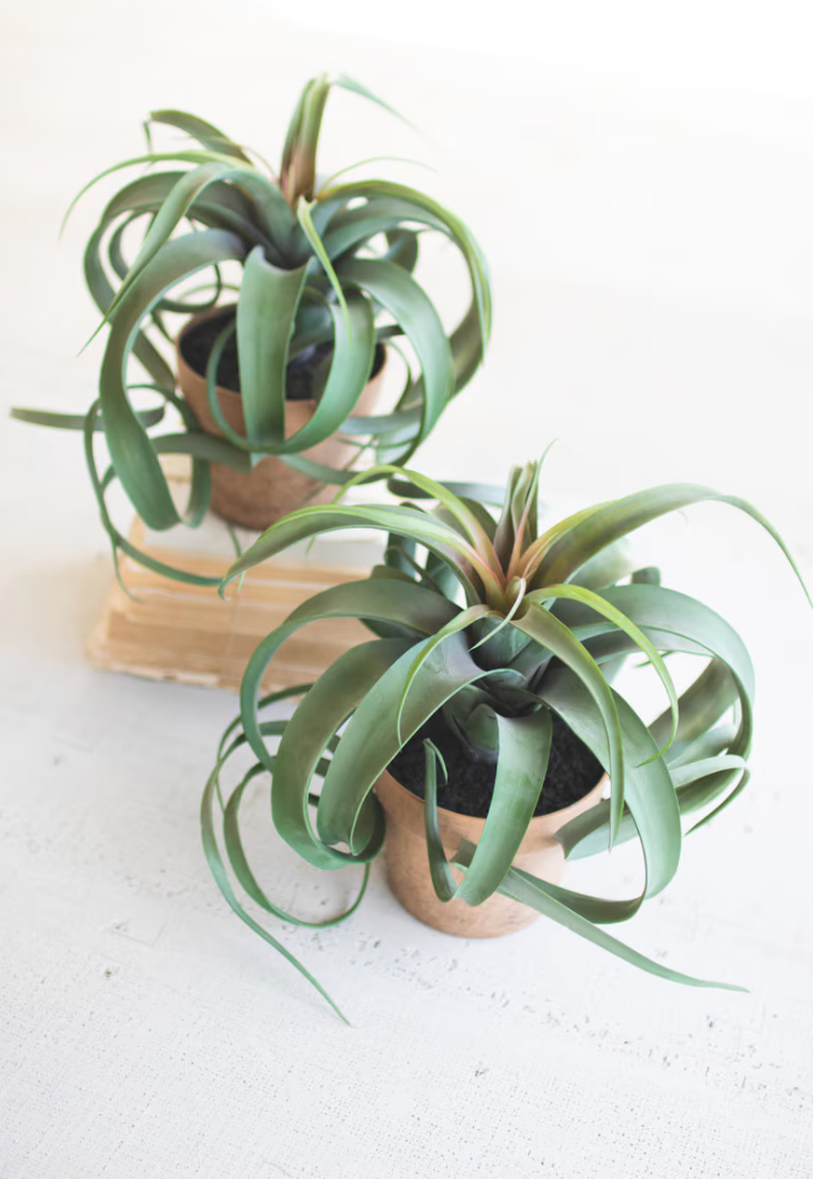 Artificial Air Plant in Terracotta Pot