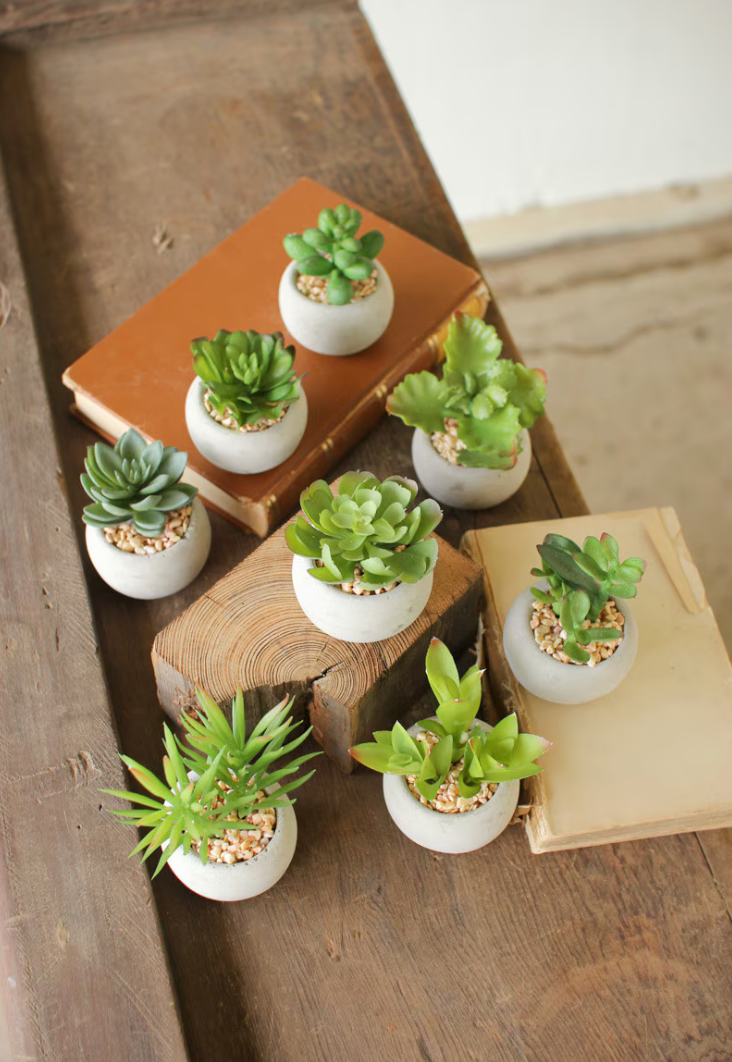 Small Artificial Succulent with Round Cement Pot, Assorted