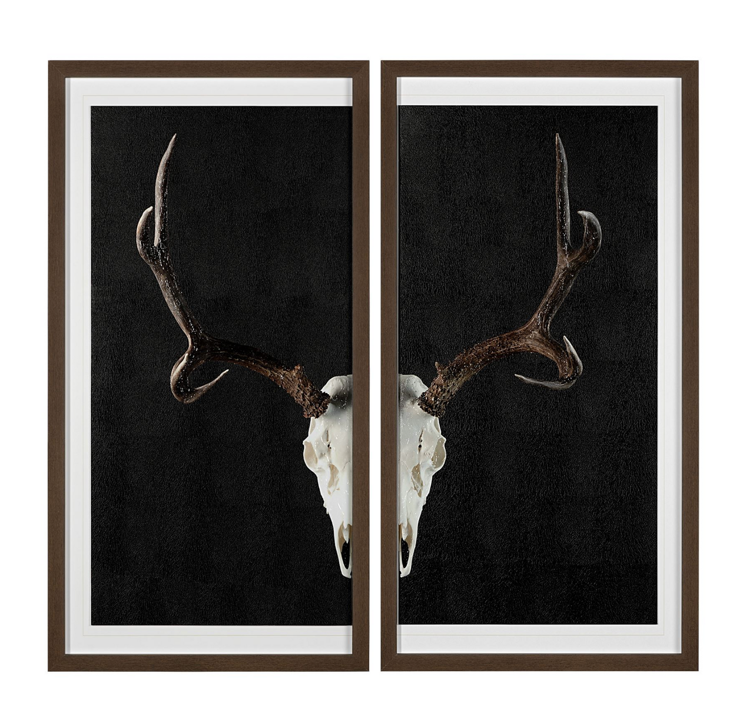 Deer Skull Framed Series