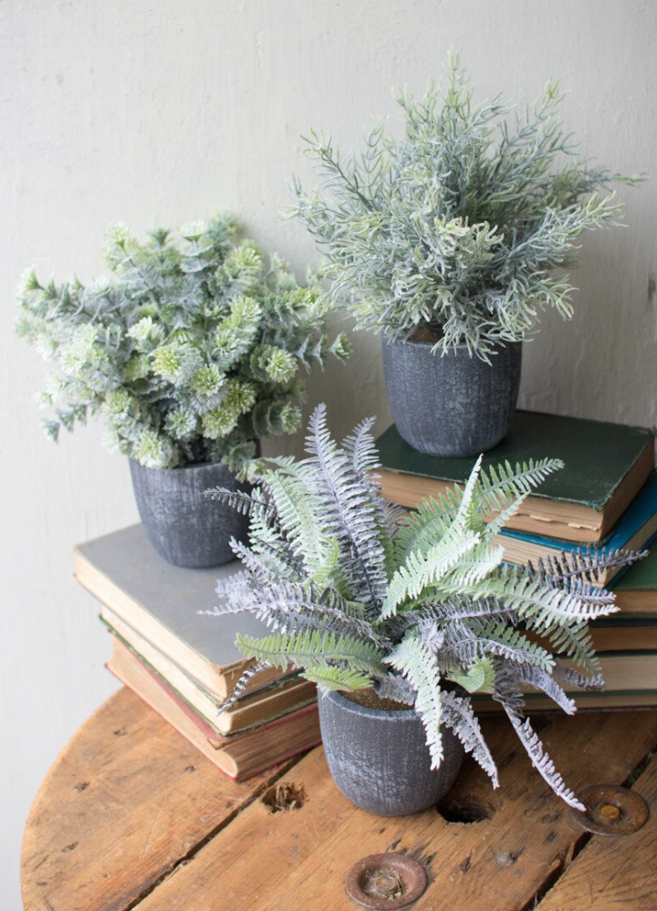 Ferns with Round Grey Pots, Asst Variety