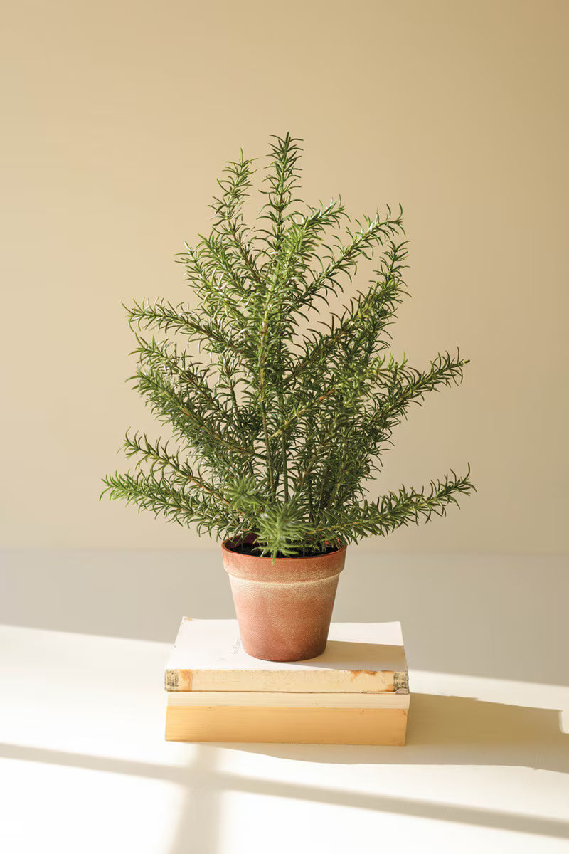 Artificial rosemary plant in a faux terracotta pot.