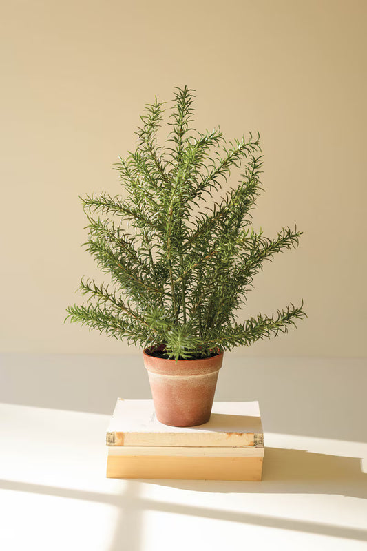 Artificial rosemary plant in a faux terracotta pot.
