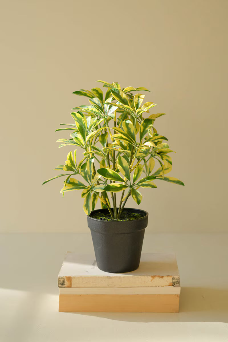 Artificial schefflera plant in a black nursery pot.