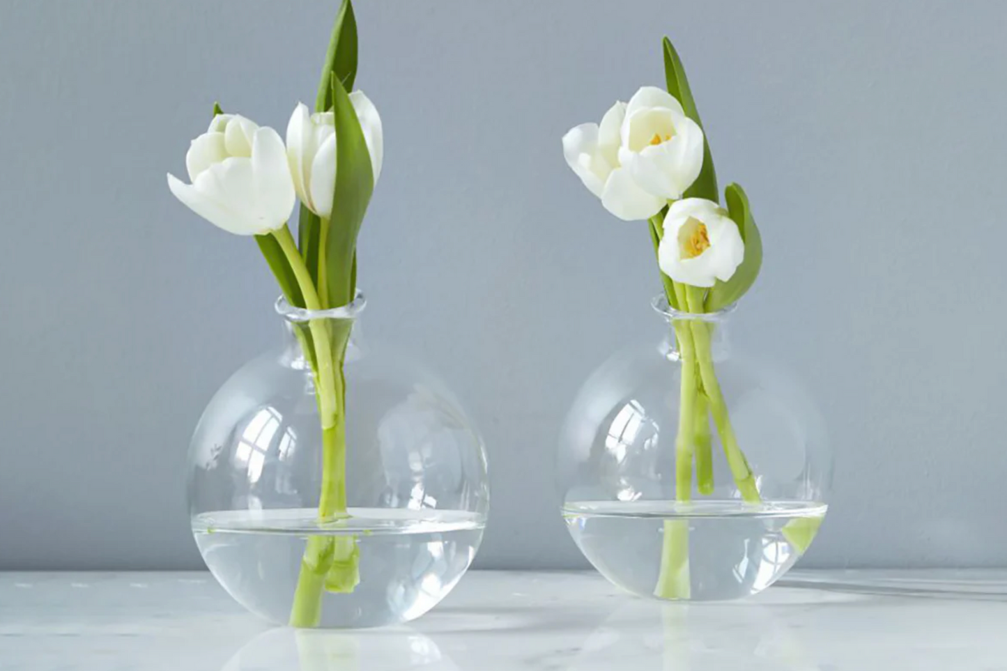 Two clear glass vases with white tulips on a light gray background
