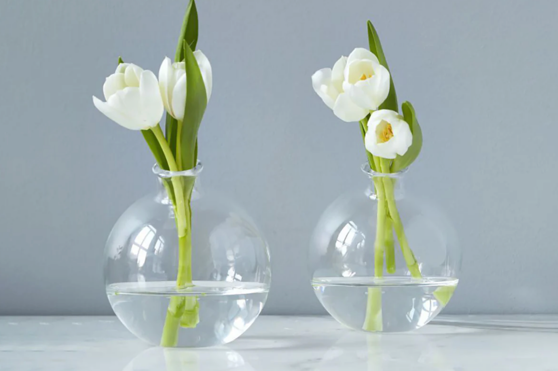 Two clear glass vases with white tulips on a light gray background