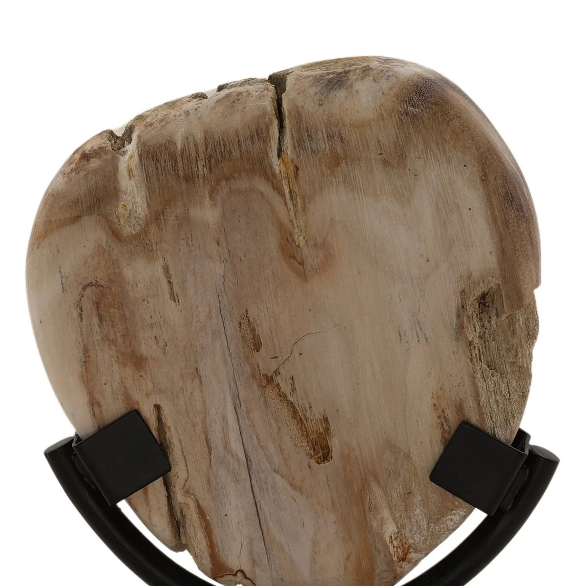 Close-up of the natural grain, texture, and unique markings of genuine petrified wood.