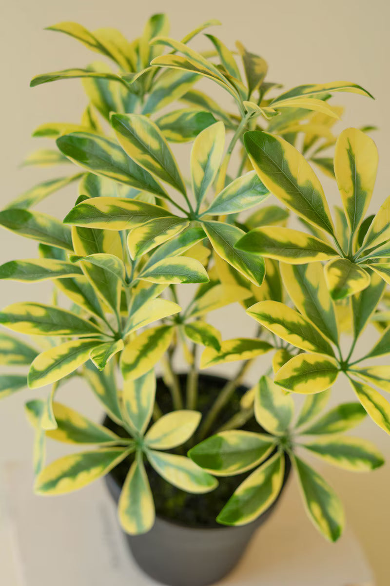 Realistic faux schefflera foliage with natural green coloring.