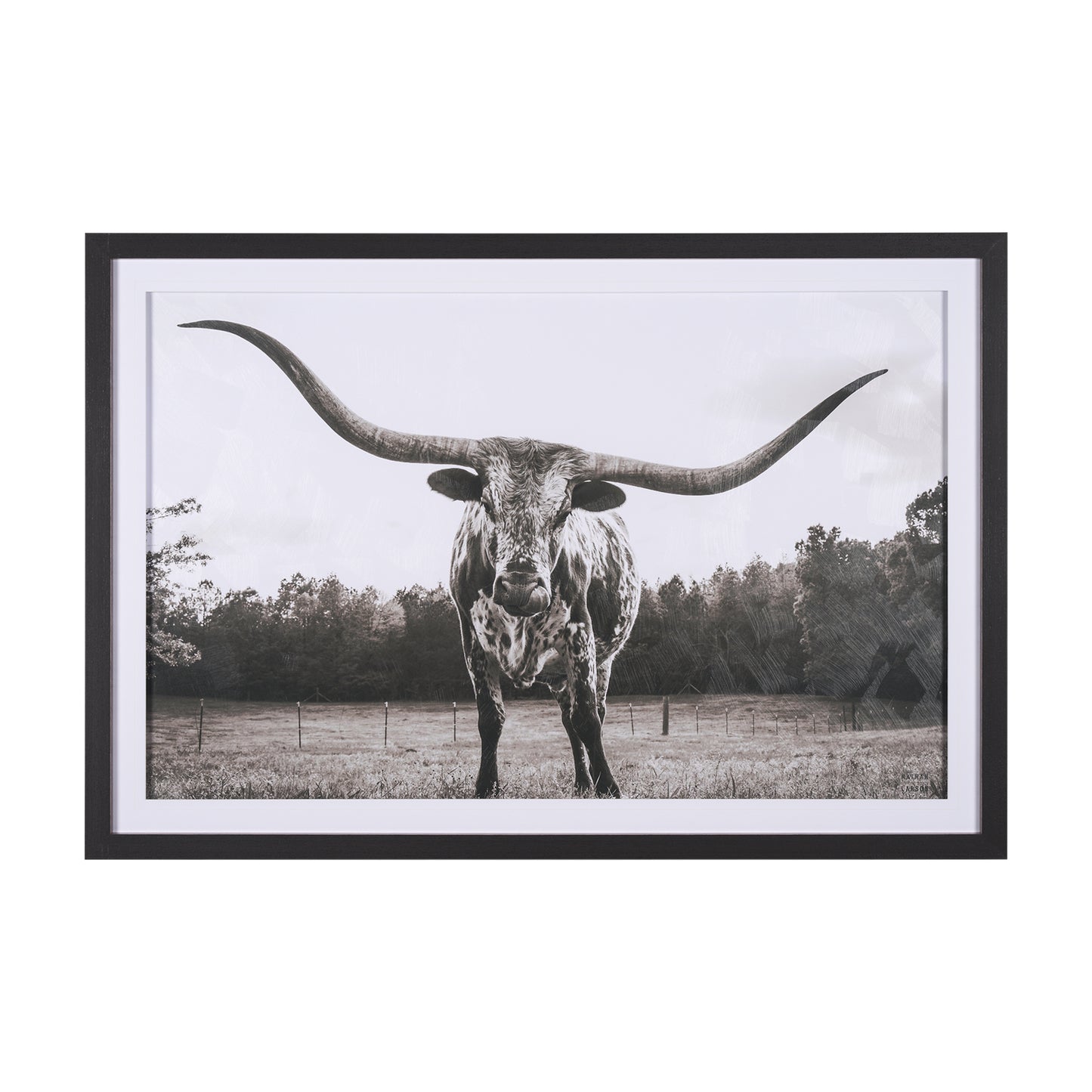Longhorn Last Call Black & White